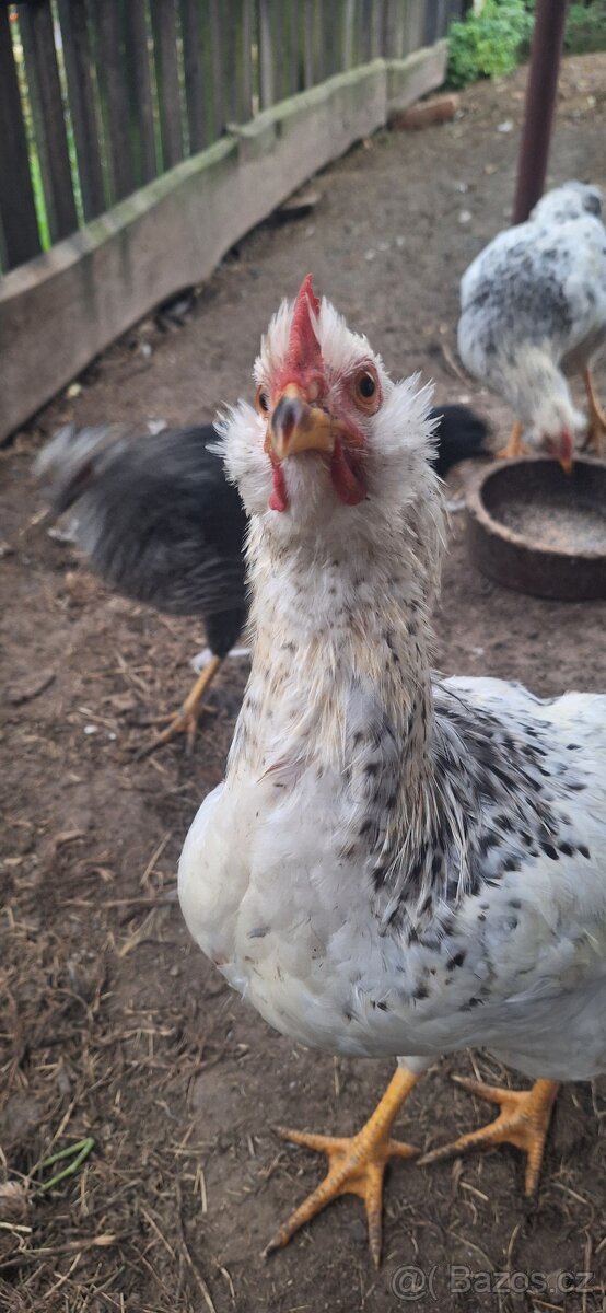 Nabízím letošní kohouty - 3