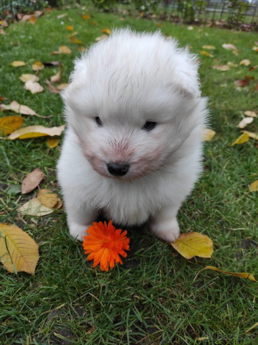 Samojed štěňata - 3