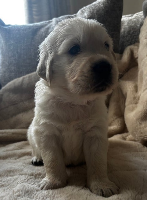 Zlatý retrívr štěňata bez PP - 3