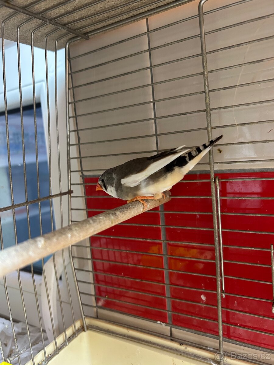 Zebřička pestrá - 3