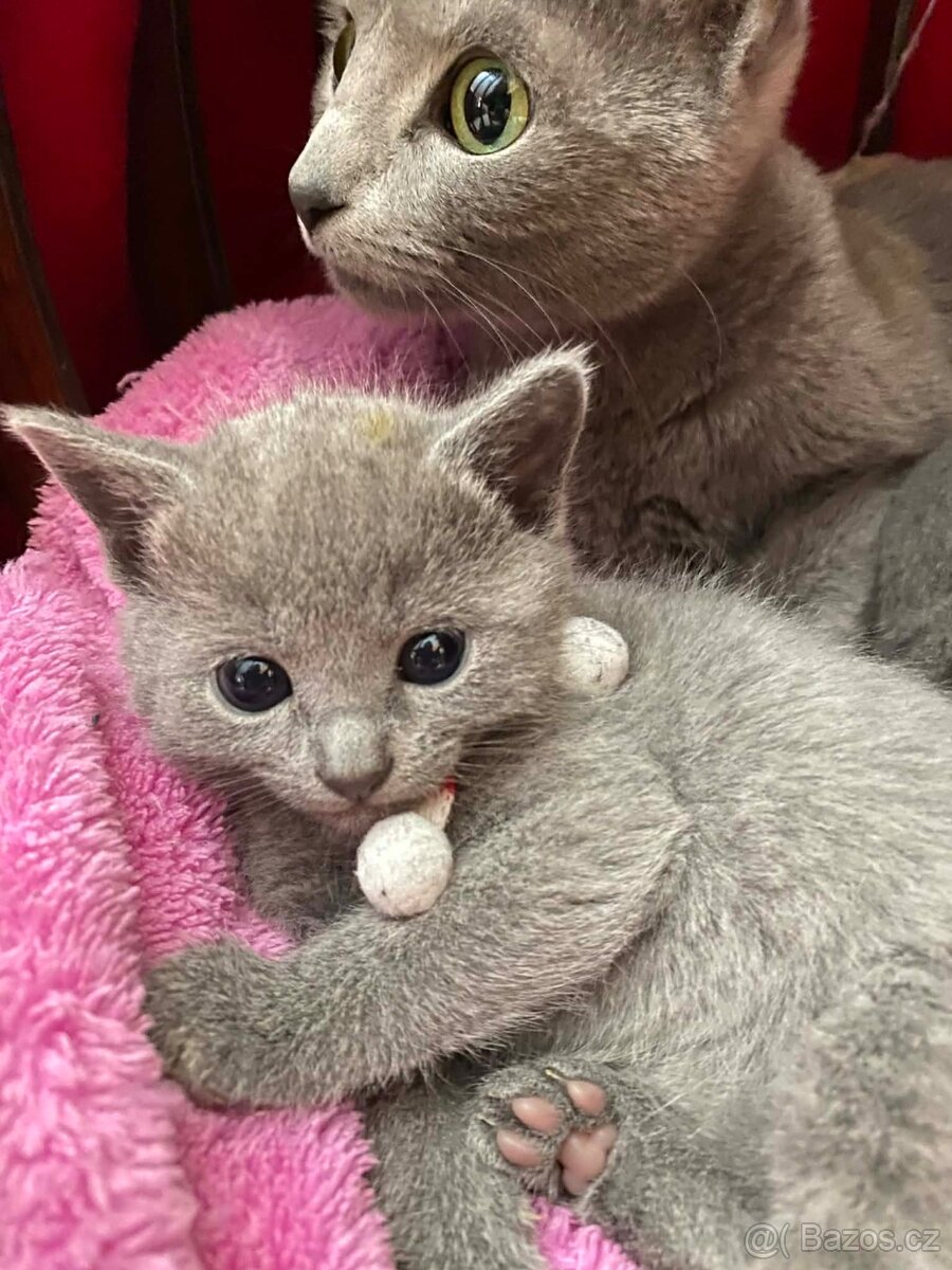 Ruská koťátka - 3
