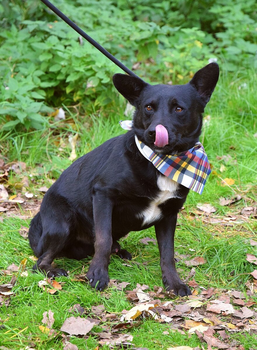 🐾 Hoopy – plachý psí hrdina s velkým srdcem 🐾 - 3