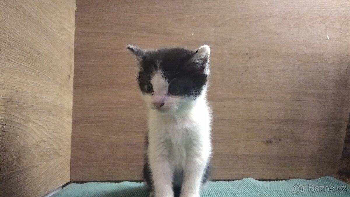 Darují kotě - 3
