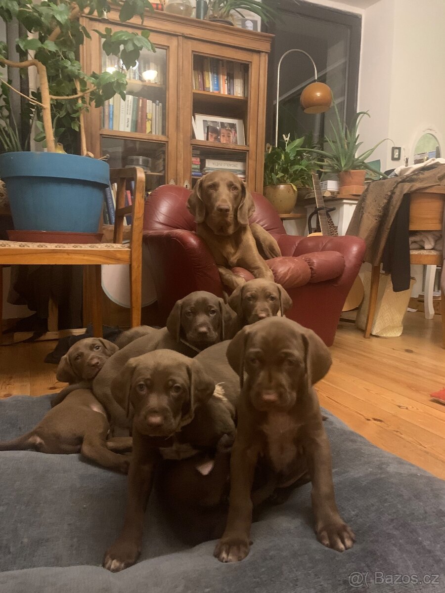 Krásná stenata - 3