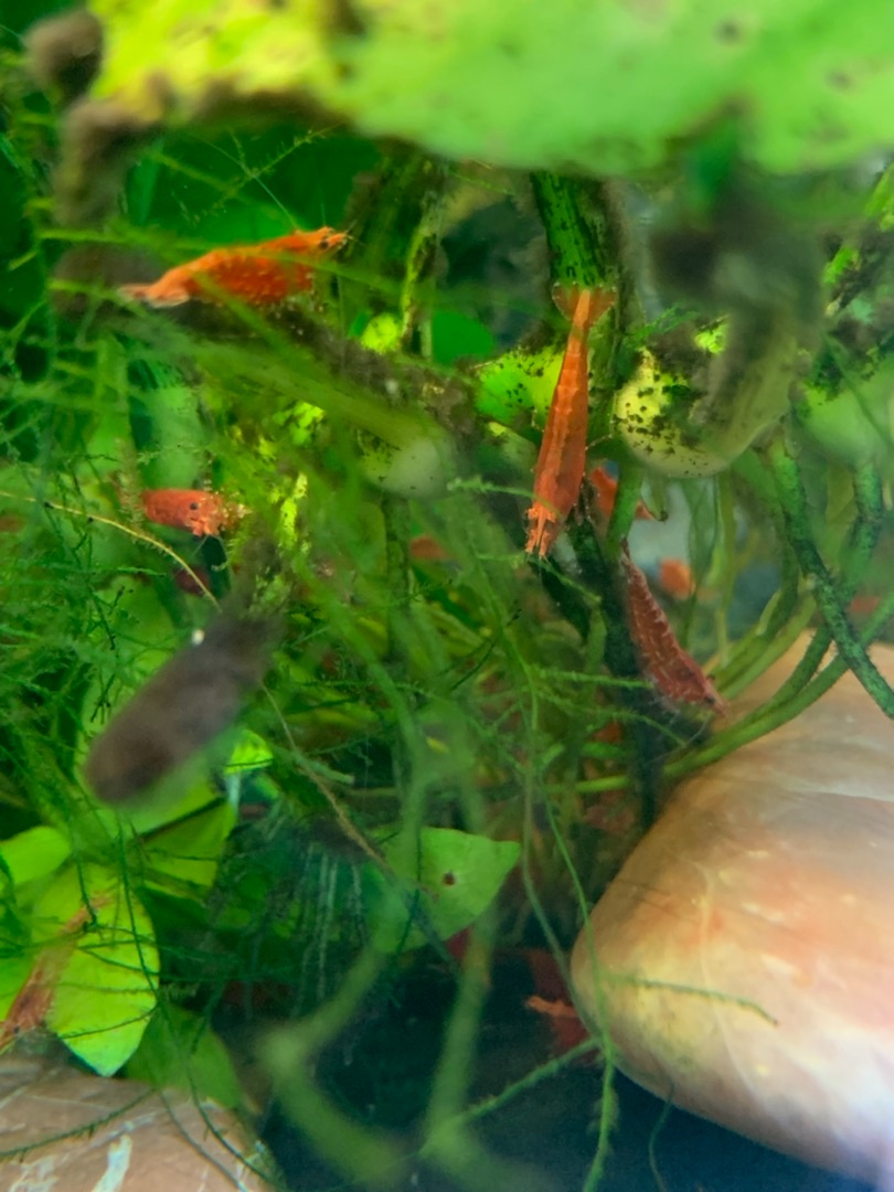 Krevetky oranžové do akvária - 3