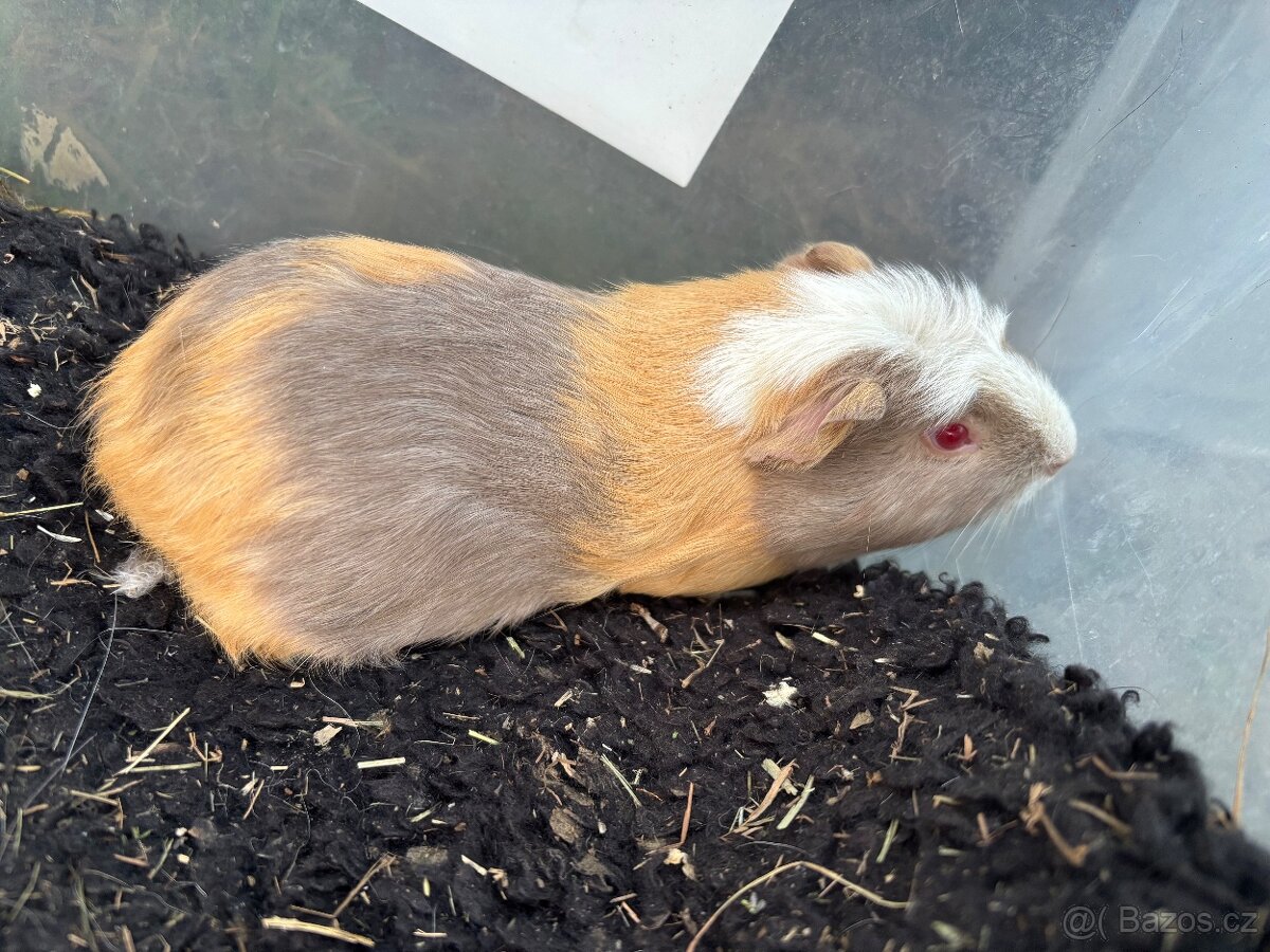 Cuy morče kluk 00 - 3