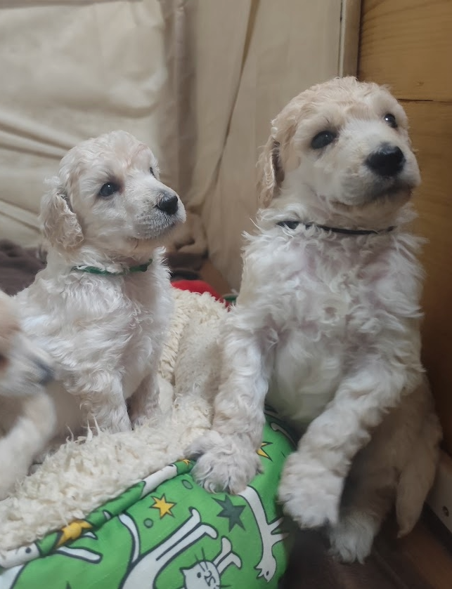 Pudl velký bílý - 3