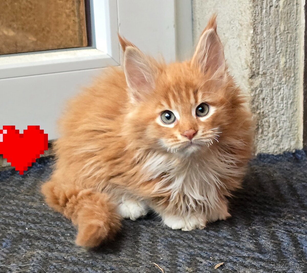 Mainská mývalí - 3