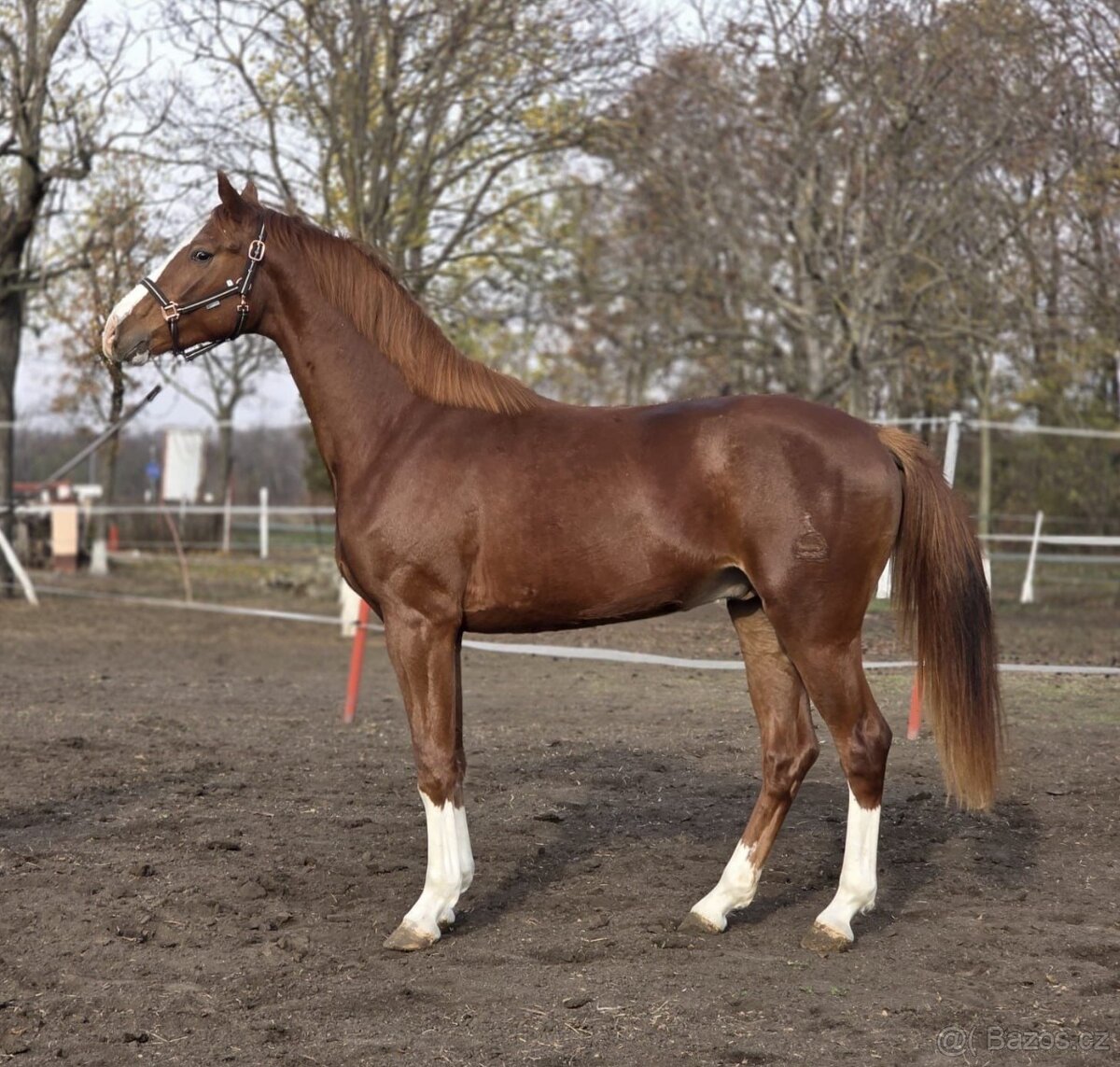 krásný mladý hřebec. - 3