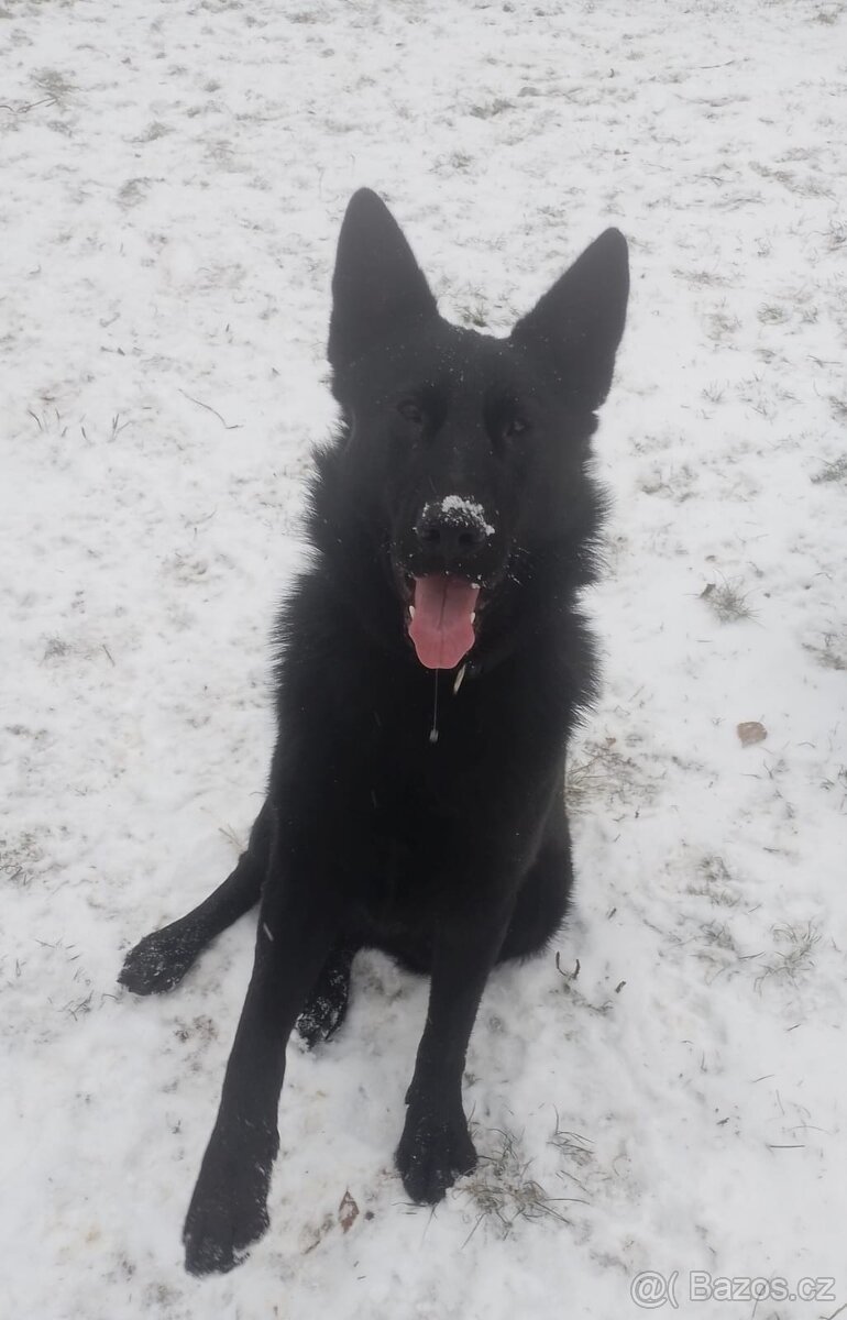 Prodám štěňata Německého ovčáka - 3