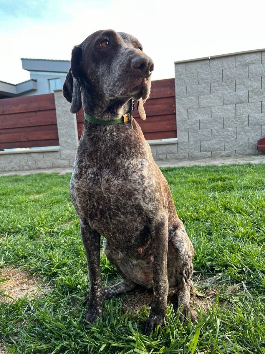 Fena NKO (Německý krátkosrstý ohař) - 3