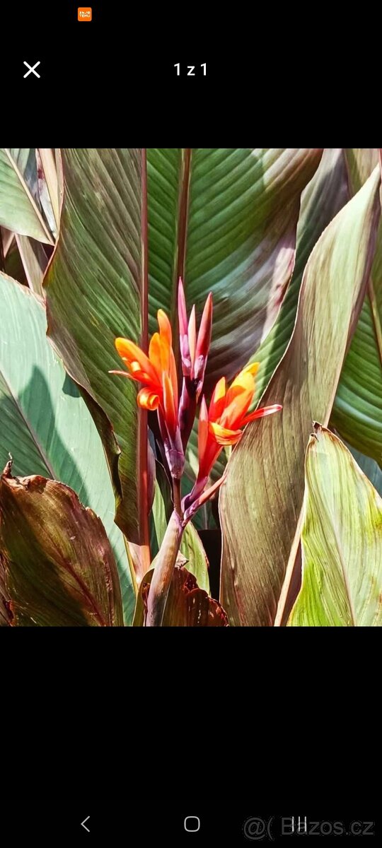 Canna Dosna - Kana indická hlízy - 3