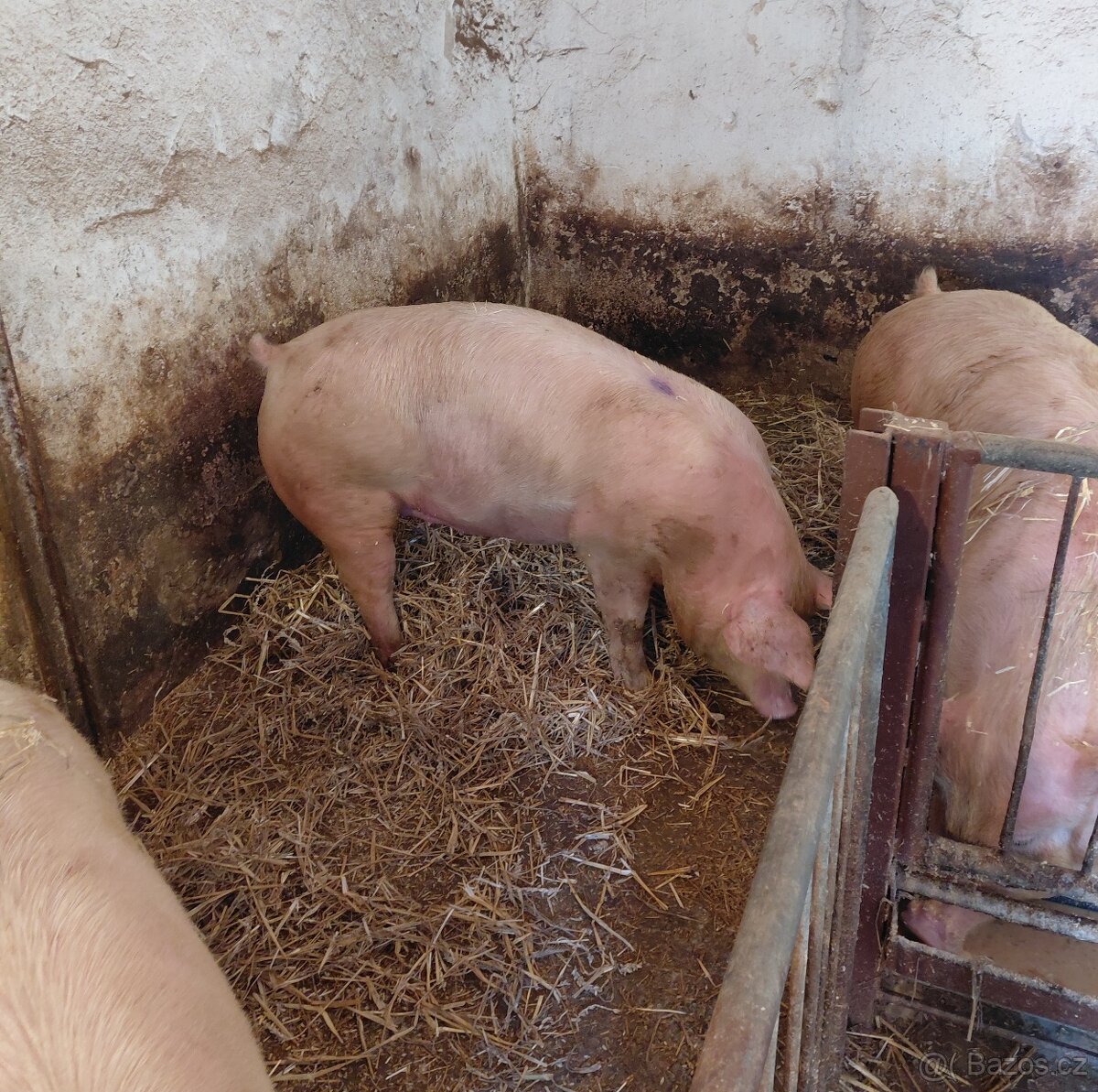 Vykrmené prase - 3