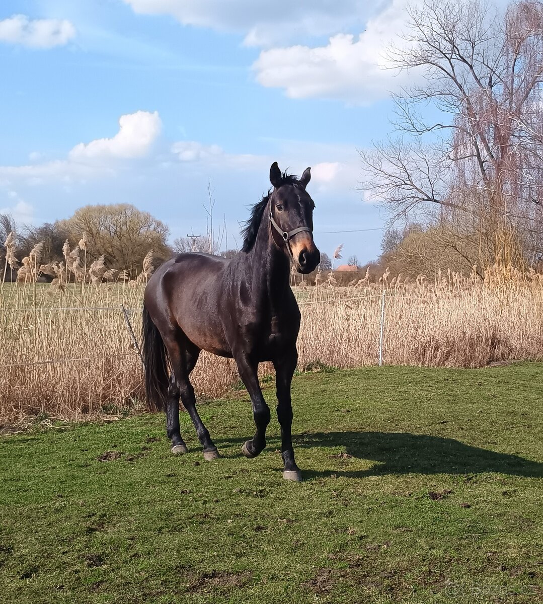 Čtyřletý valach - 3