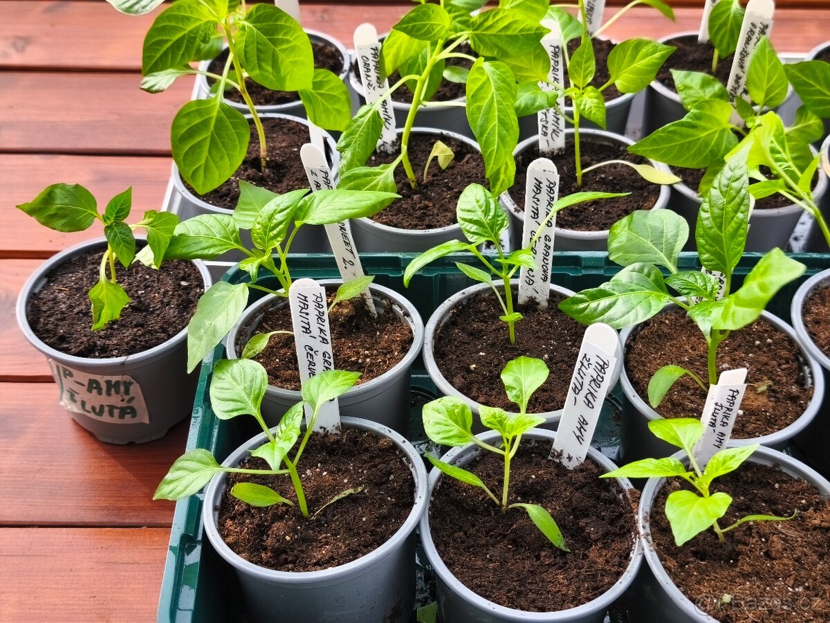 Sazenice paprik - 3