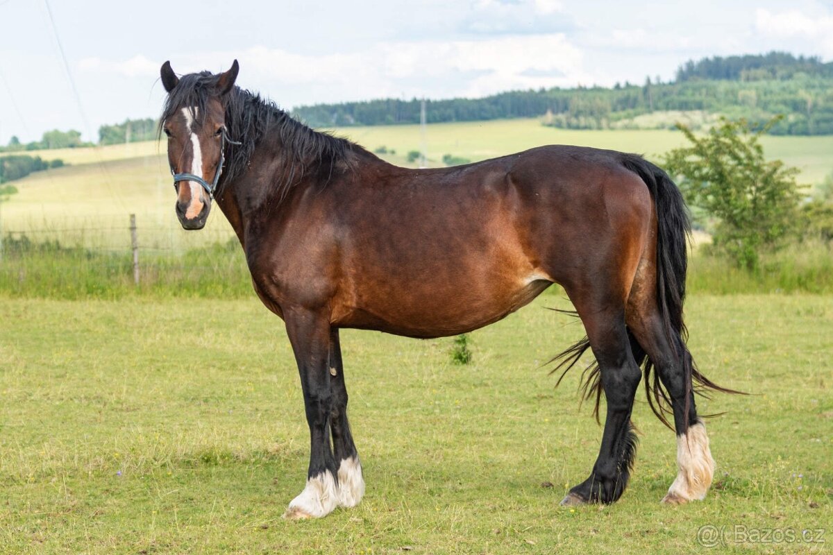 Welsh cob klisna - 3