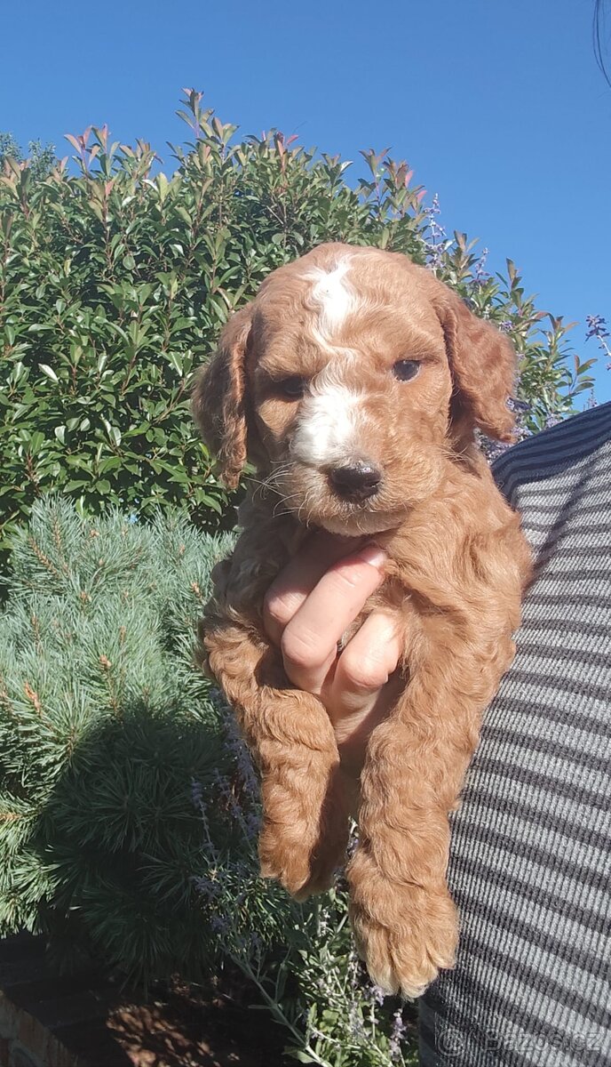 Goldendoodle f1b - 3