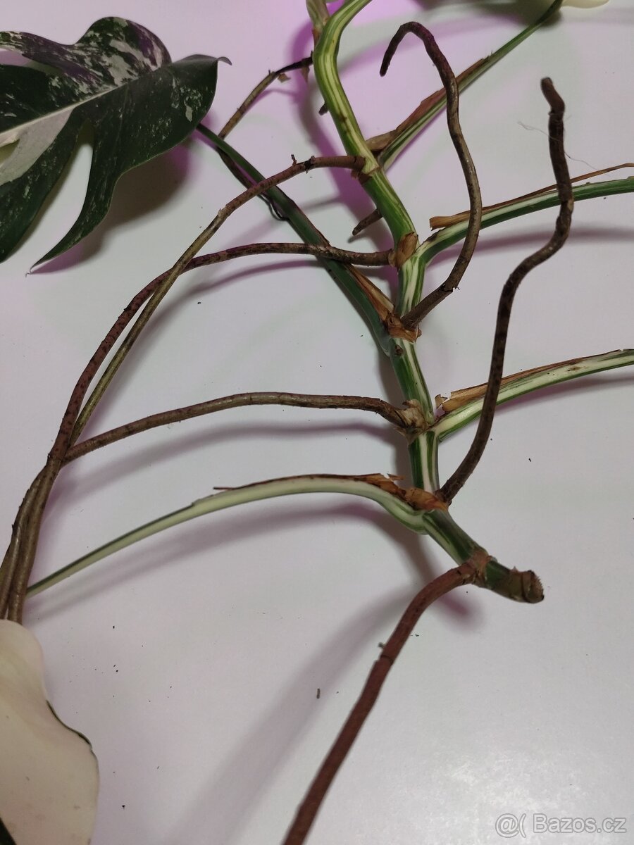 Monstera albo - 3