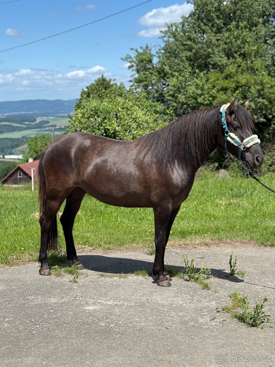 Pony - 3