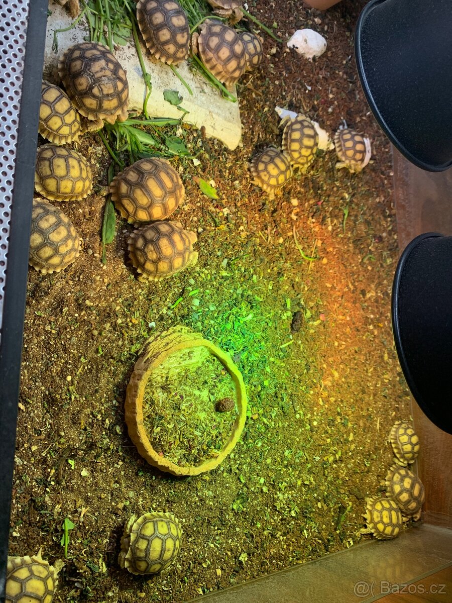 Želva ostruhatá (Sulcata) - 3