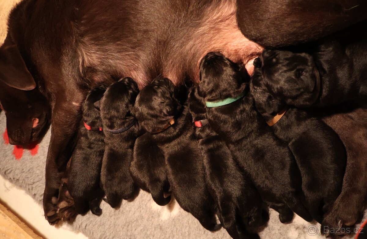 Labradorský retrívr-černá štěňátka s PP - 3