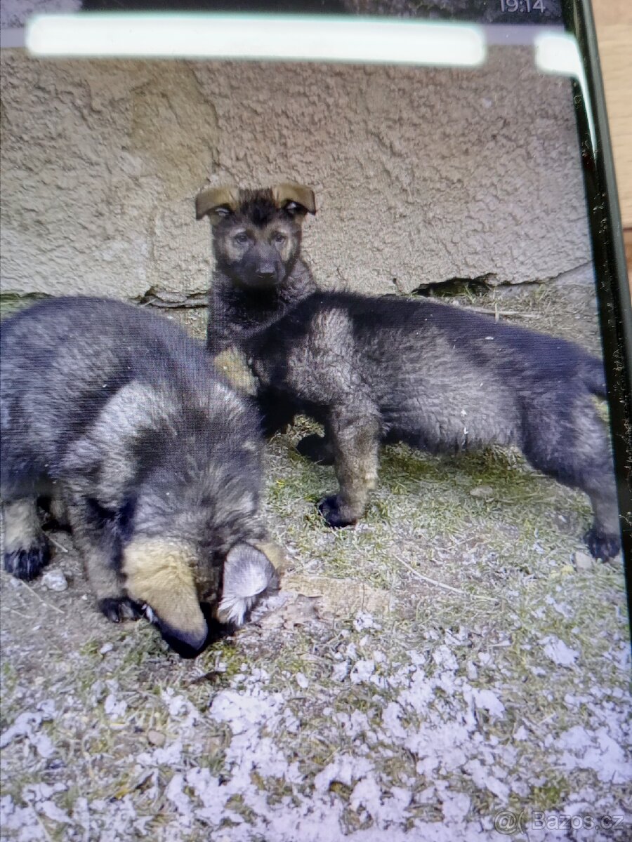 Německý ovčák - 3