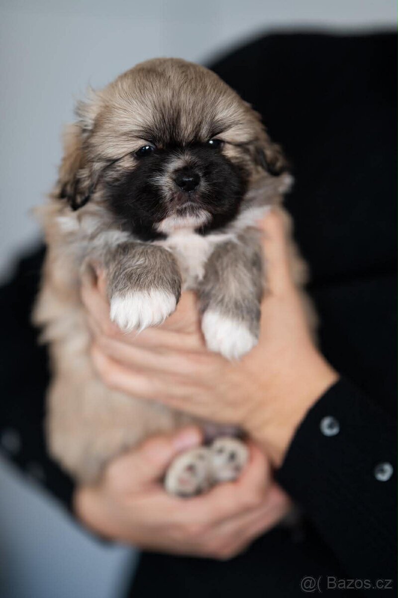 Tibetský španěl - 3