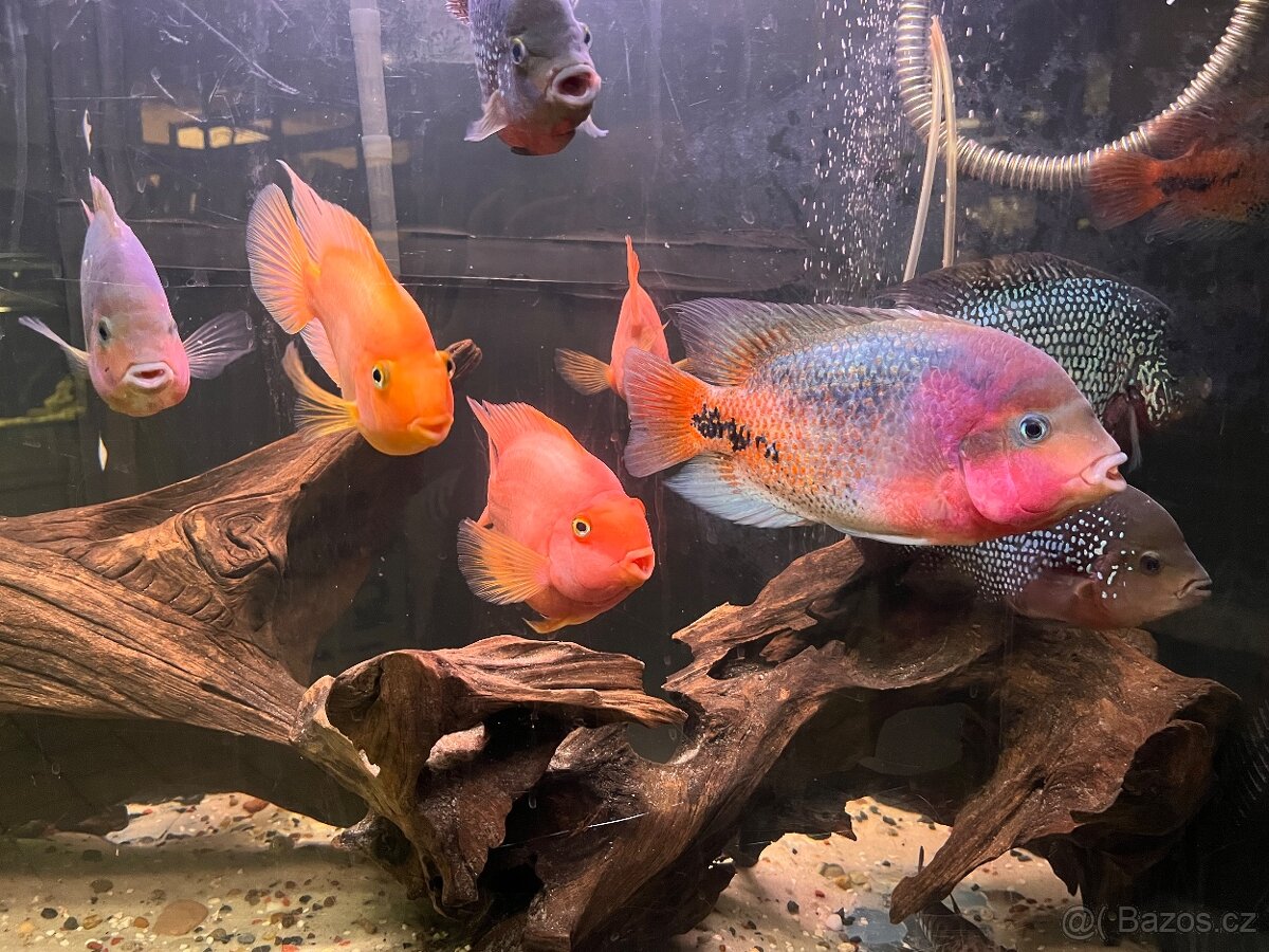 Cichlida papouščí 20-25cm - 3