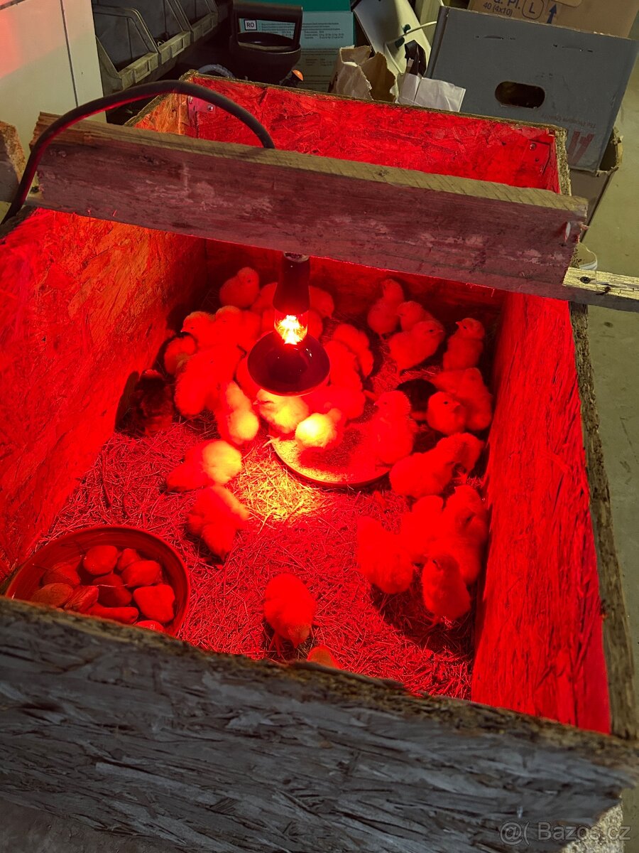 Slepičí NÁSADOVÁ vejce - 3