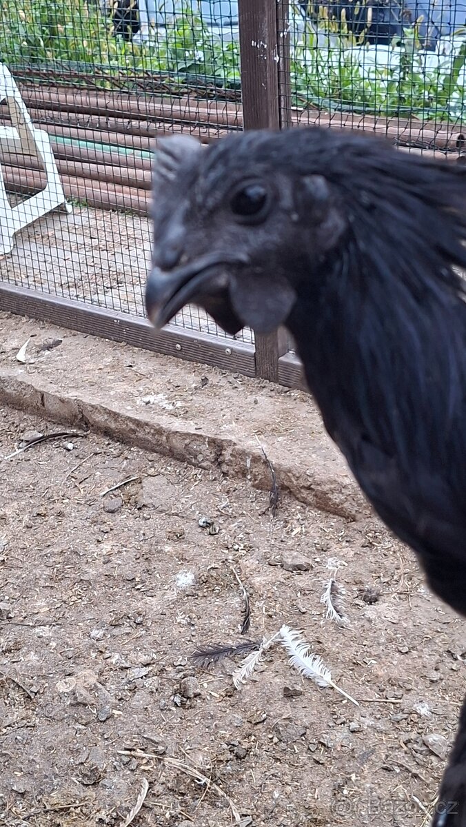 Ayman cemani - 3