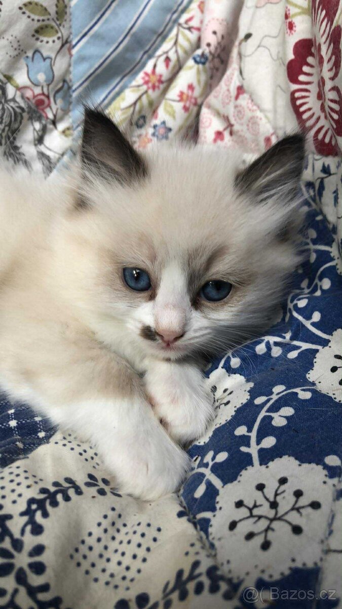 Ragdoll - koťata/kocourci bez PP - 3