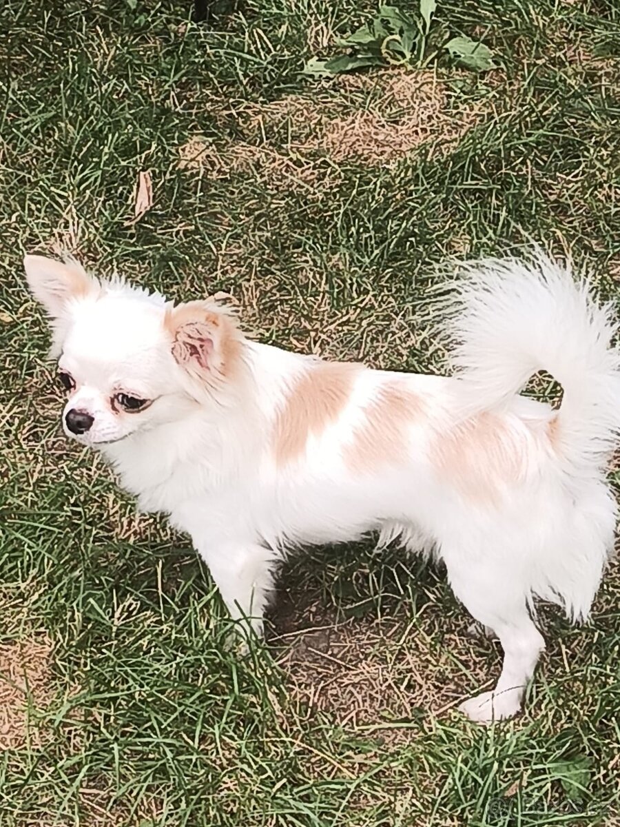 Čivava s PP na krytí - 3