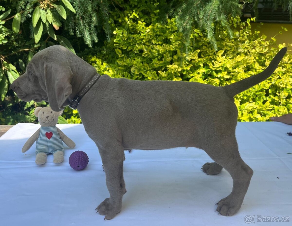 Výmarský ohař - štěňátka s PP - 3
