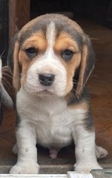 Štěně beagle tricolor, bígl pejsek - 3