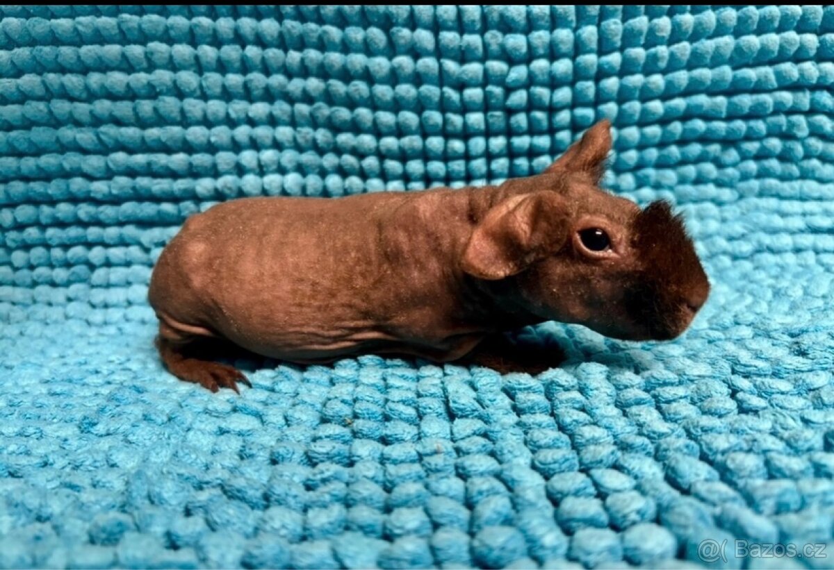 Skinny morče, mazlíček - 3