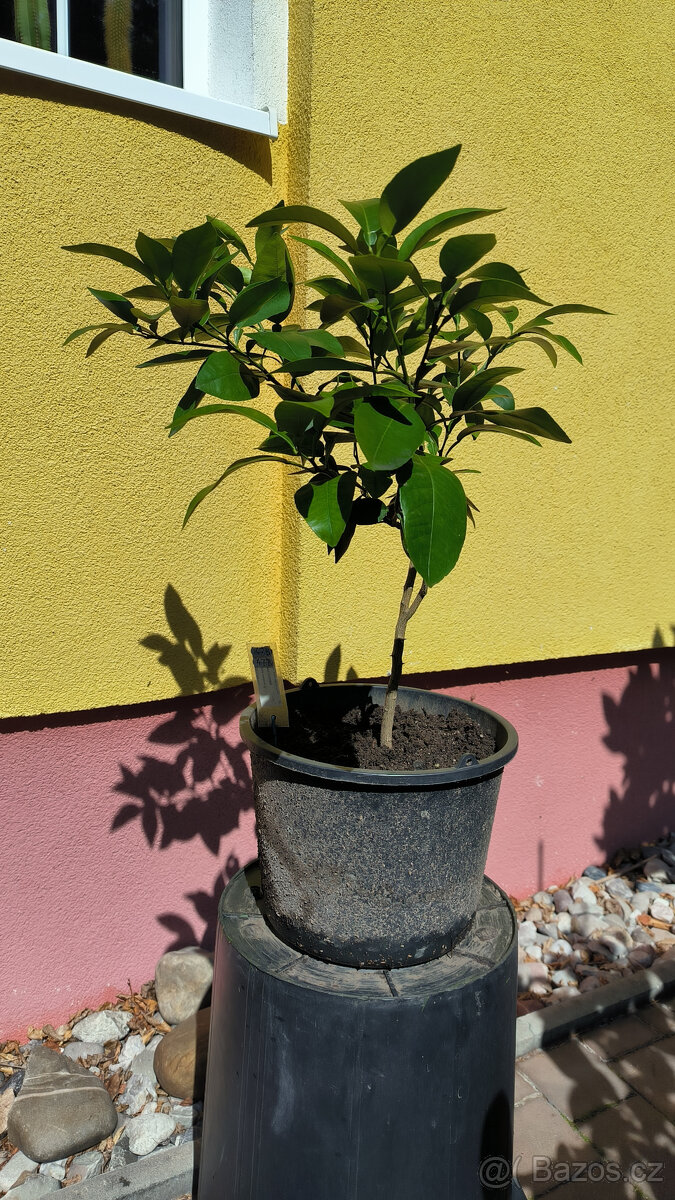 Prodám plodící grep MARSH SEEDLESS (č.47b) - 3