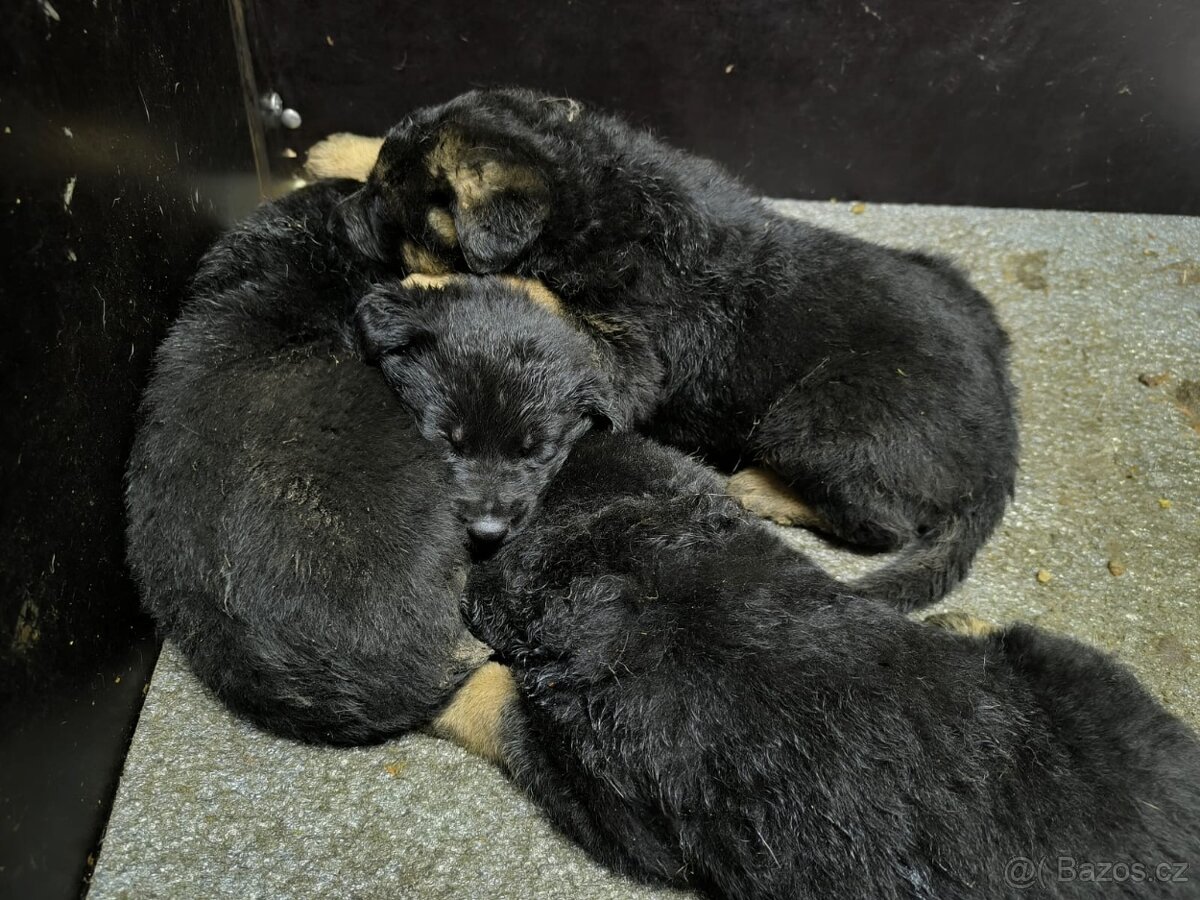 Prodej německý ovčák - 3