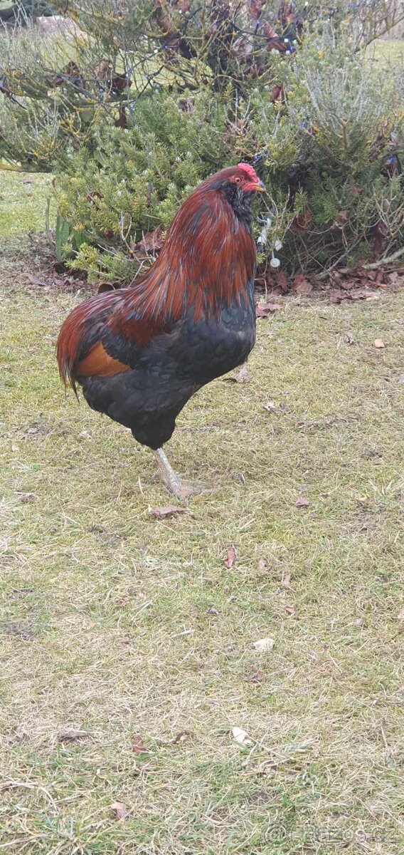 Kohout araukana - 3