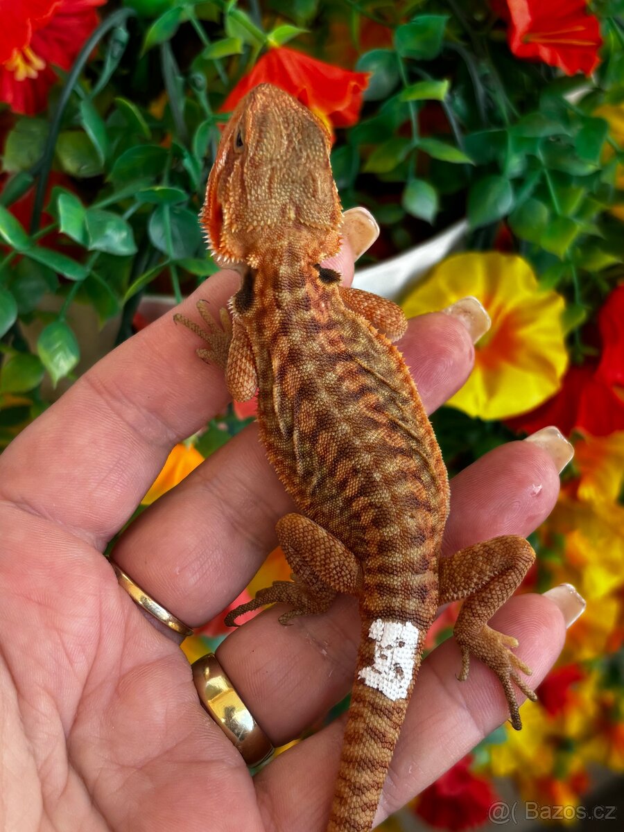 Agama vousata - samice - 3