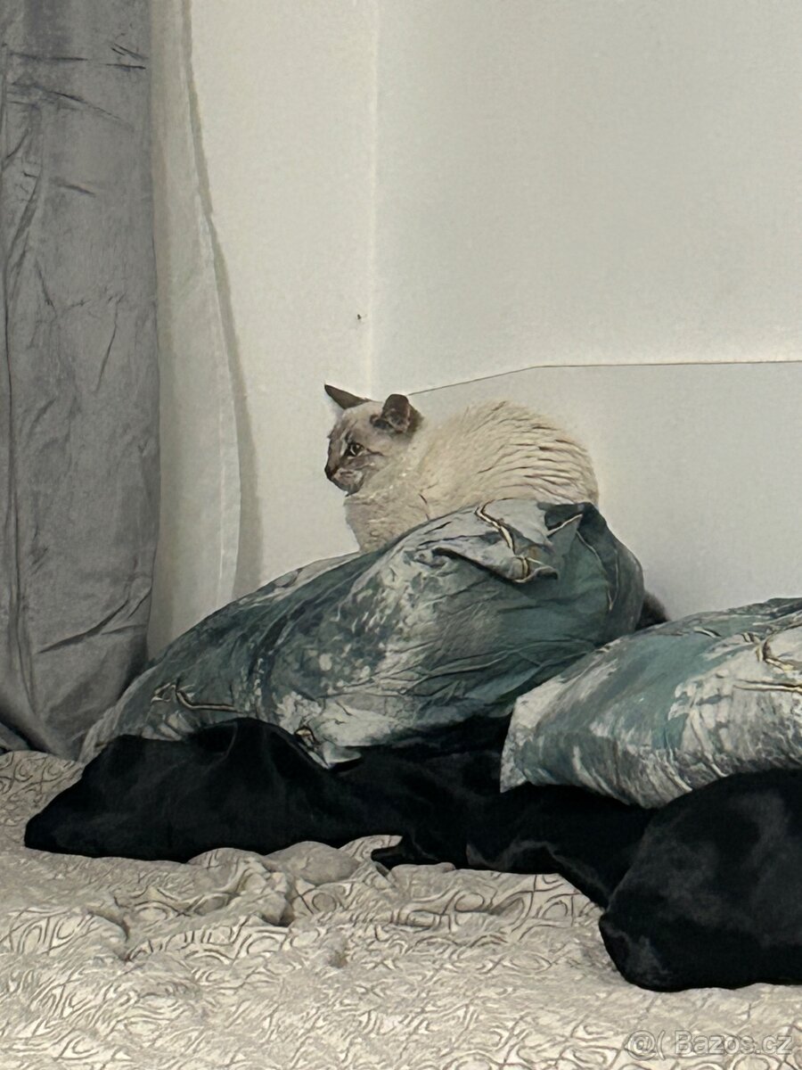 Kocourek Ragdoll - 3