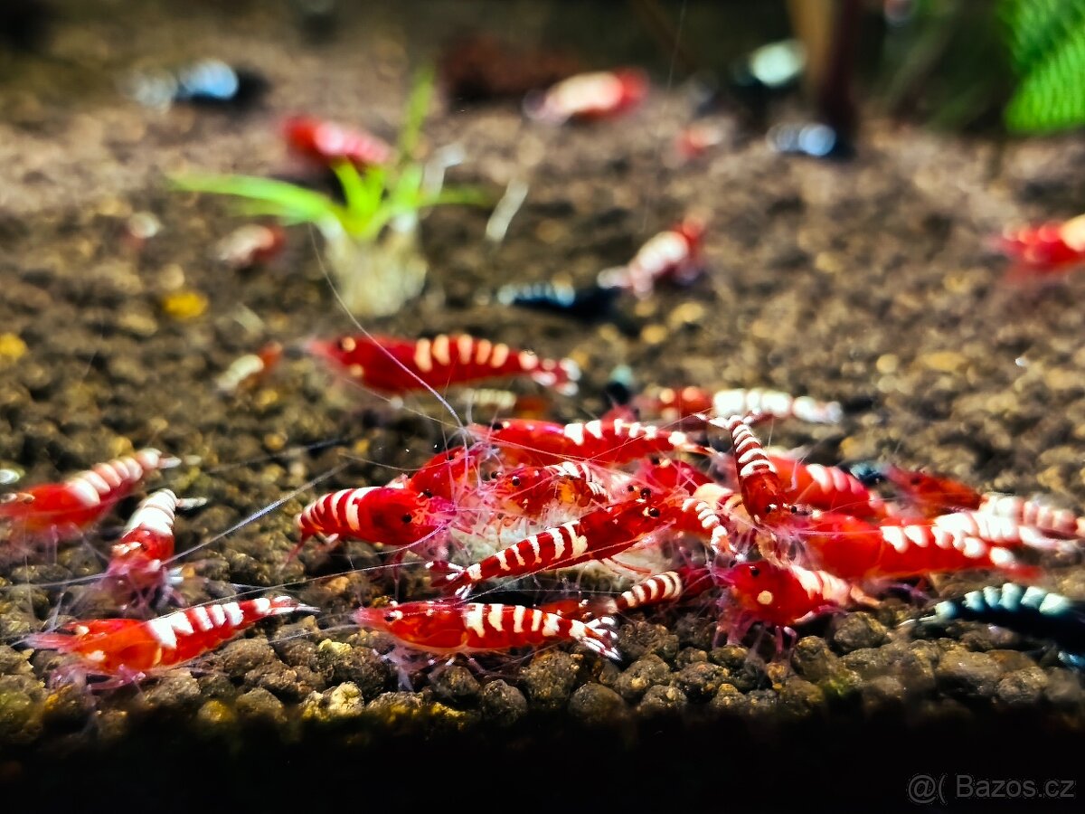 Krevetky - Caridina - 3