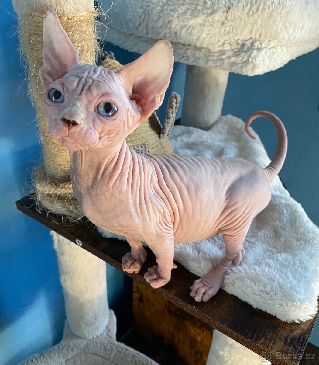 Kanadský sphynx s průkazem původu - 3