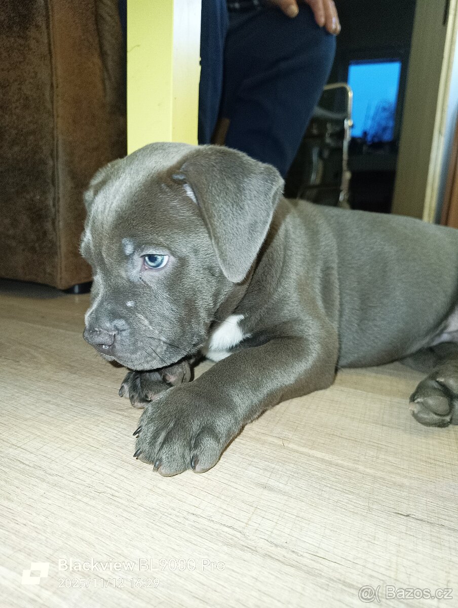 American Bully XL - 3