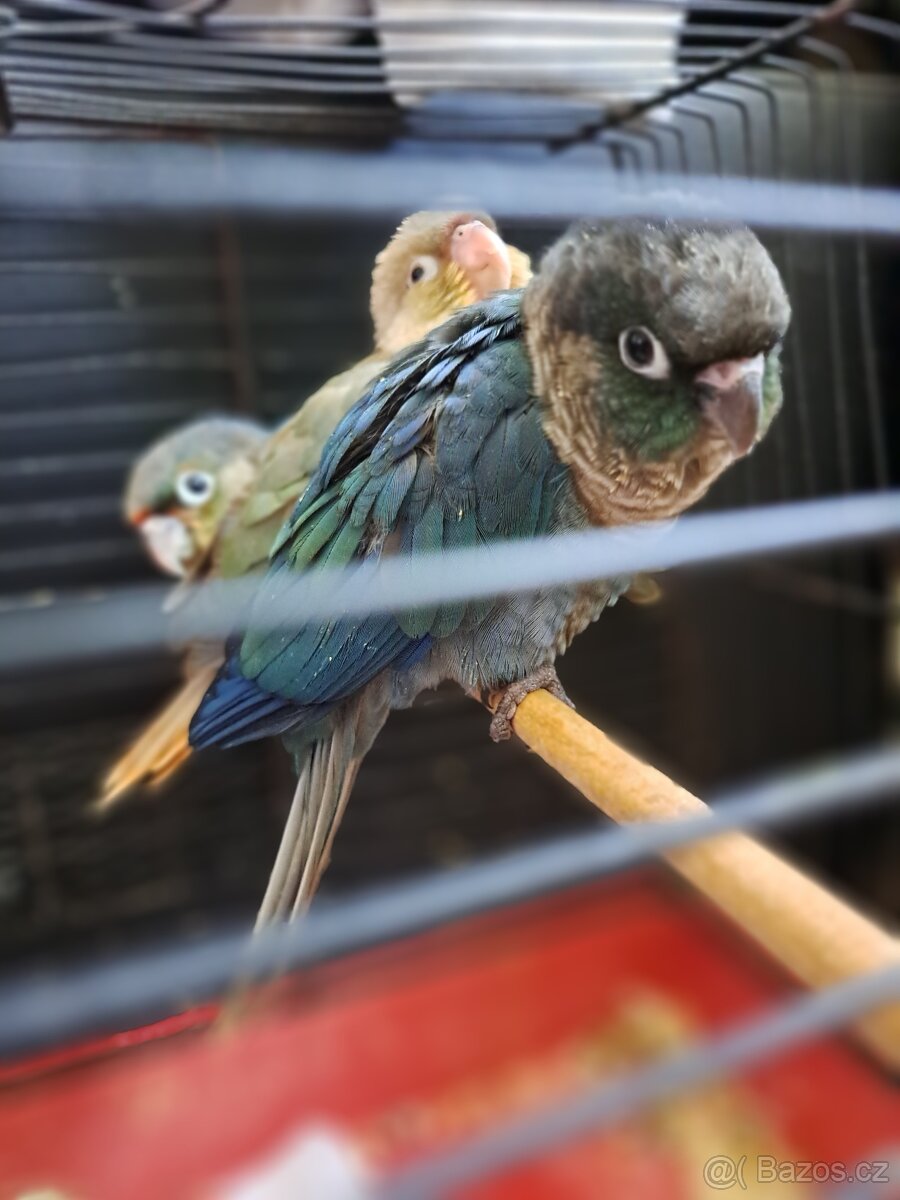 Pyrura zelenolici - 3