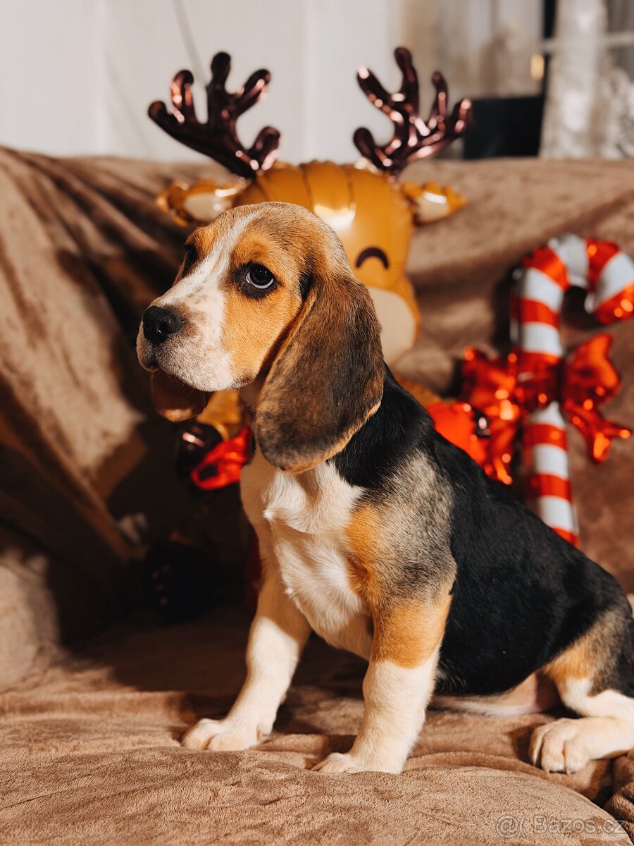 Bígl trikolor, štěňátka - 3