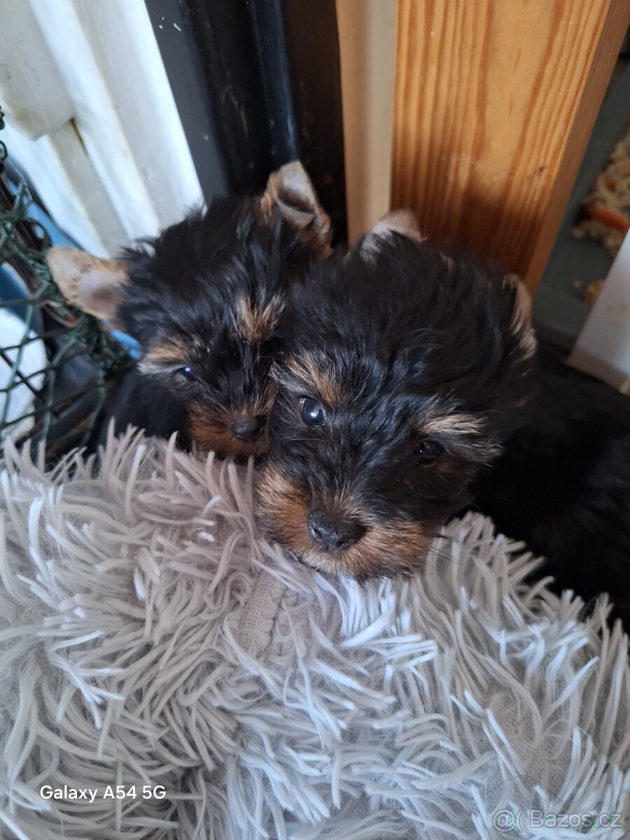 Jorkšírský teriér - 3