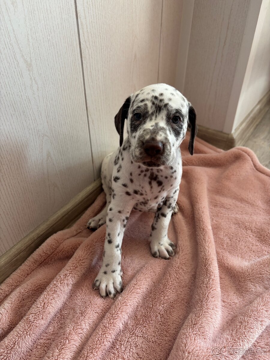 Štěně dalmatin - 3