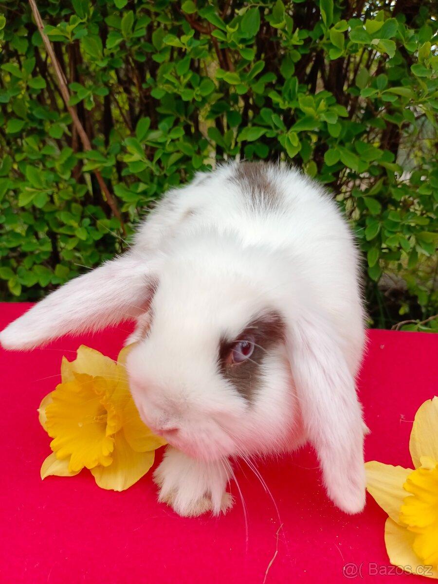 Zakrslý beránek - 3