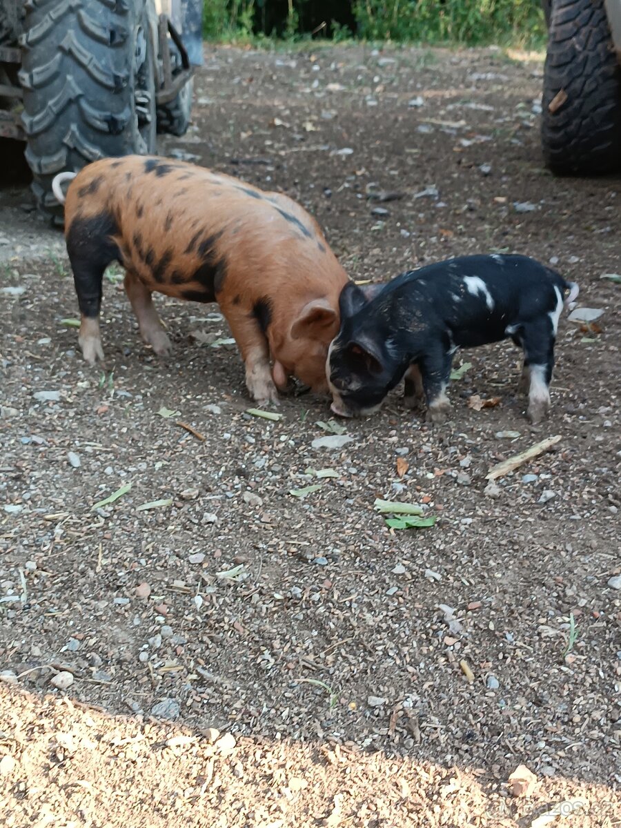 Selata kune kune - 3