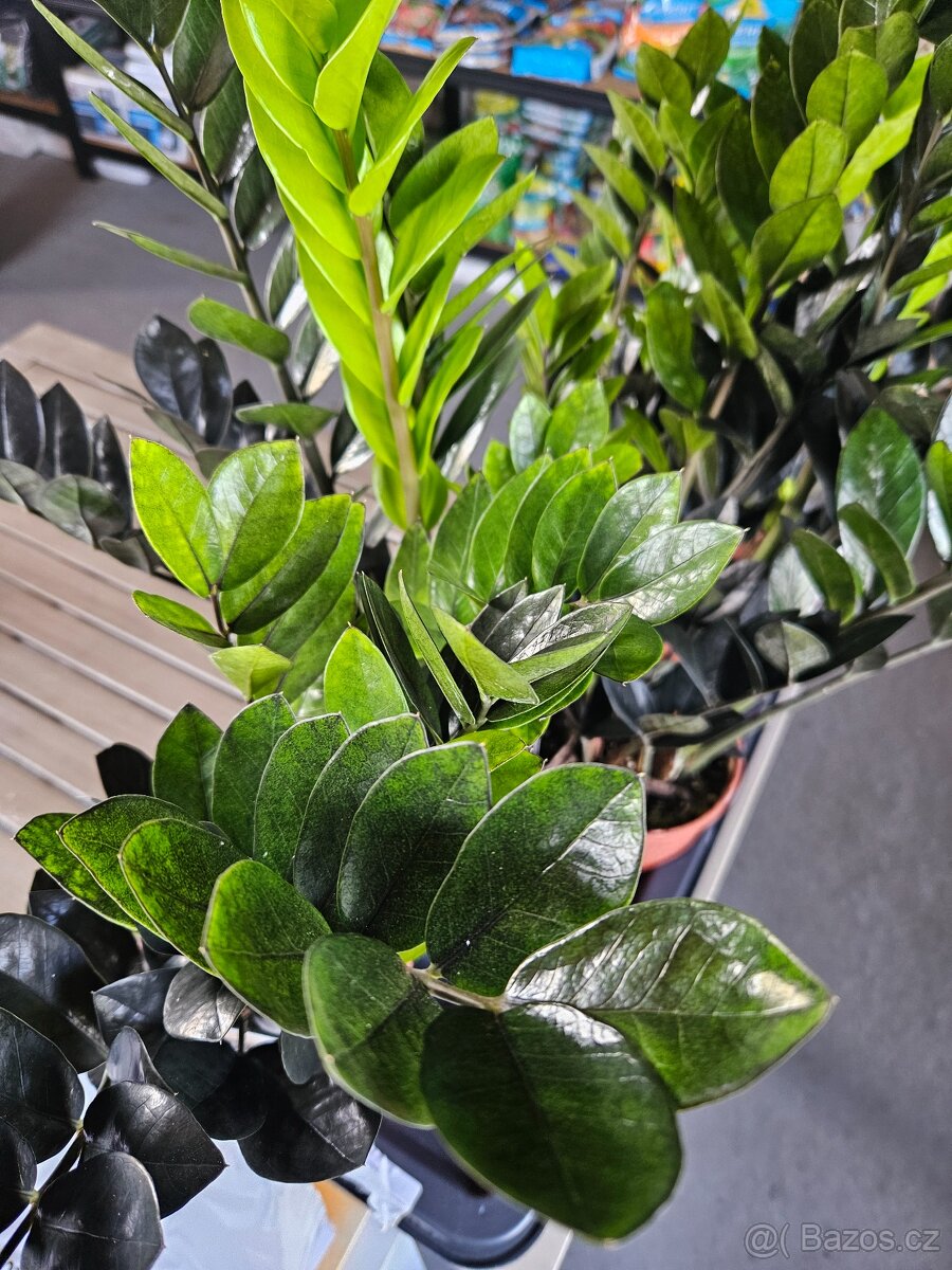 Zamioculcas Raven - 3